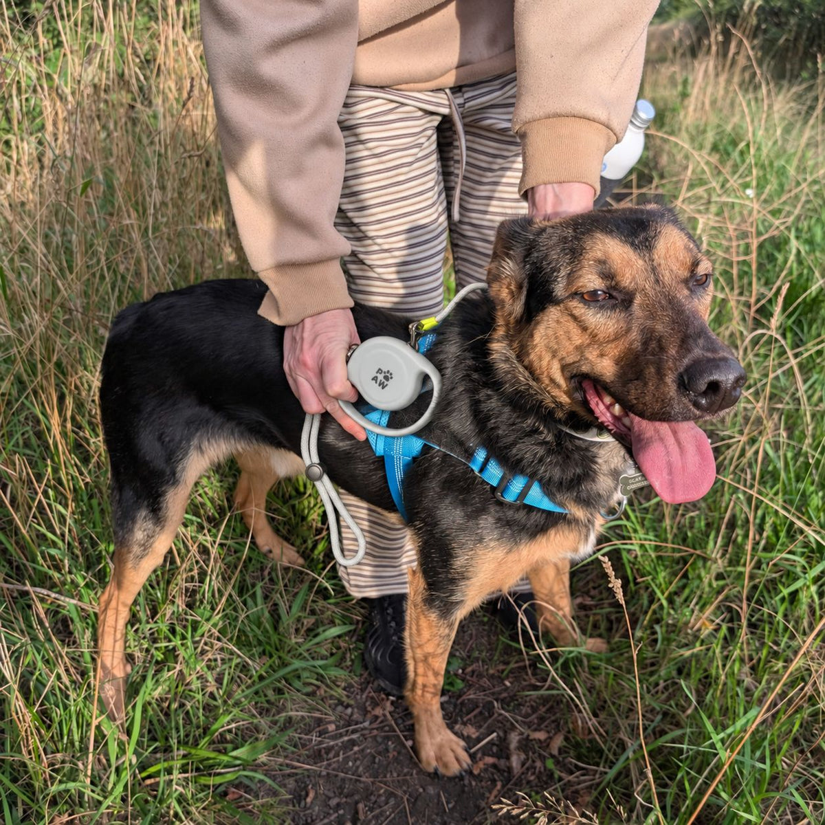 Grey dog lead with yellow detail